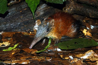 Gray-faced Sengi
